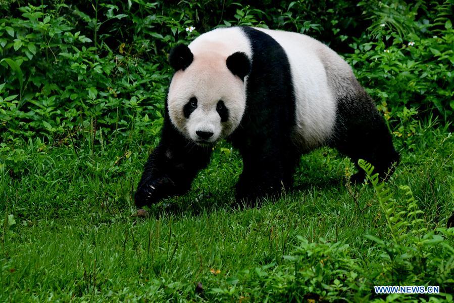 CHINA-TAIPEI-GIANT PANDAS-TOURISM (CN)