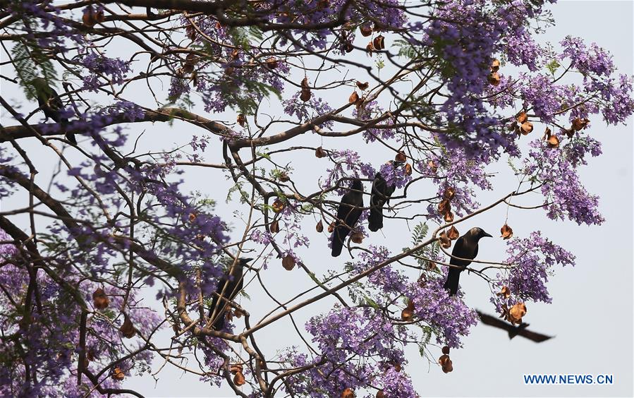 NEPAL-KATHMANDU-JACARANDA-BLOSSOMS