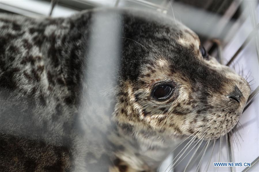 CHINA-LIAONING-DALIAN-RARE SEALS-RELEASE (CN)