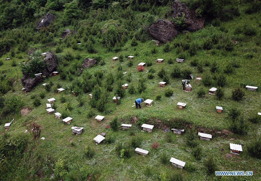 CHINA-GANSU-BEE CULTIVATION (CN)