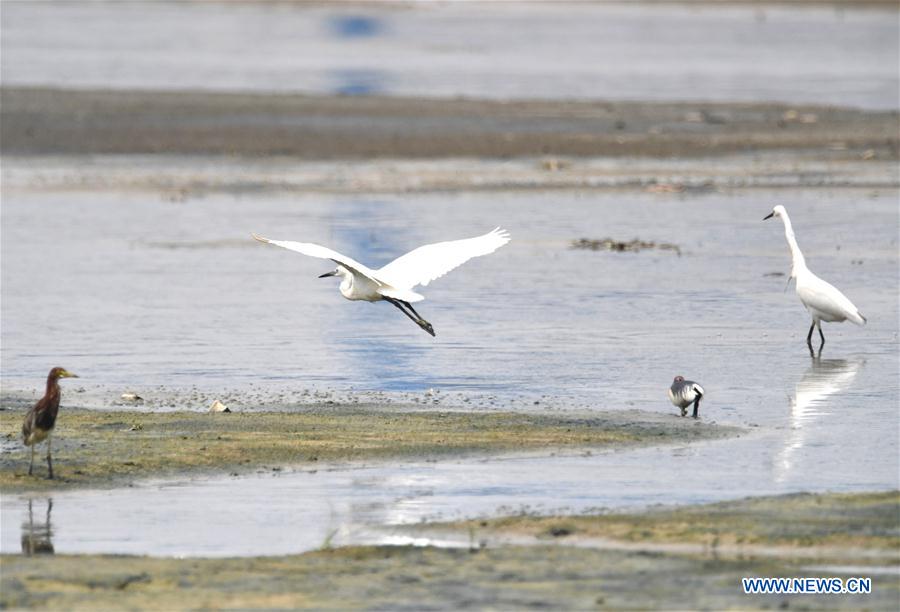 CHINA-NANNING-EGRET (CN)