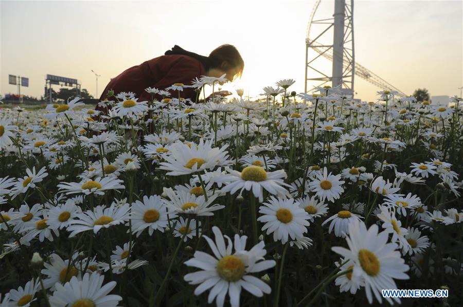 #CHINA-SHANDONG-LINYI-FLOWERS (CN)