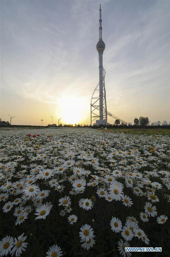 #CHINA-SHANDONG-LINYI-FLOWERS (CN)