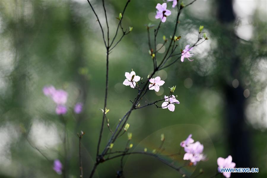 CHINA-HEILONGJIANG-YICHUN-AZALEA (CN)