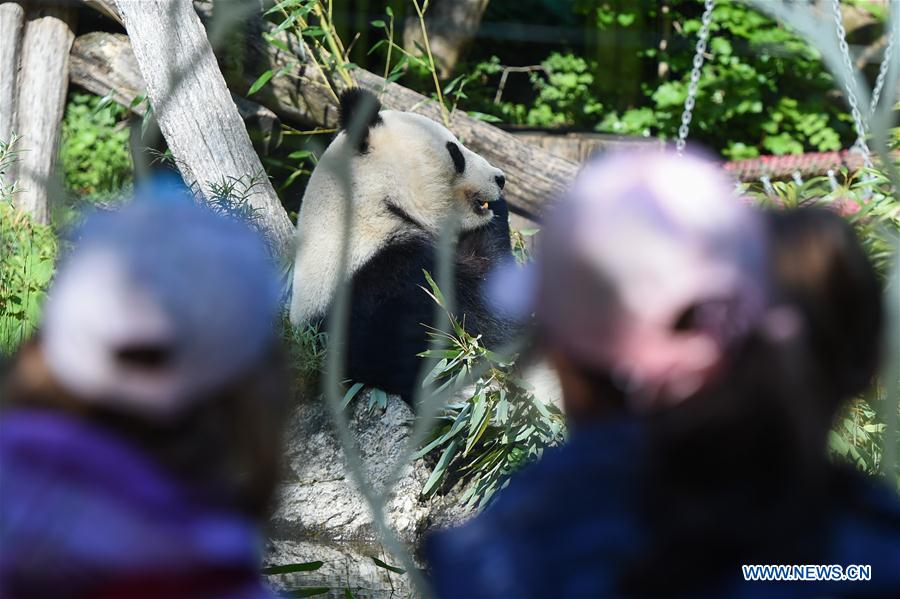 AUSTRIA-VIENNA-GIANT PANDA