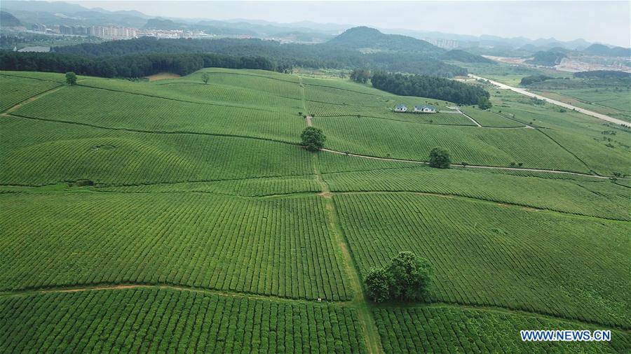 CHINA-GUIZHOU-TEA GARDEN (CN)