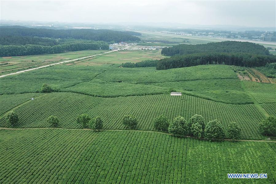 CHINA-GUIZHOU-TEA GARDEN (CN)