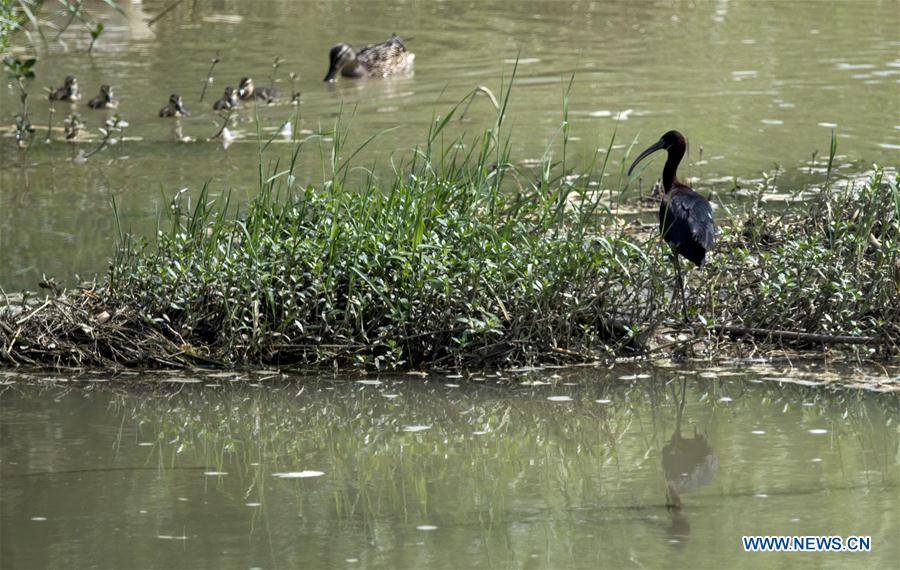 CHINA-SHAANXI-HANZHONG-GLOSSY IBIS (CN)