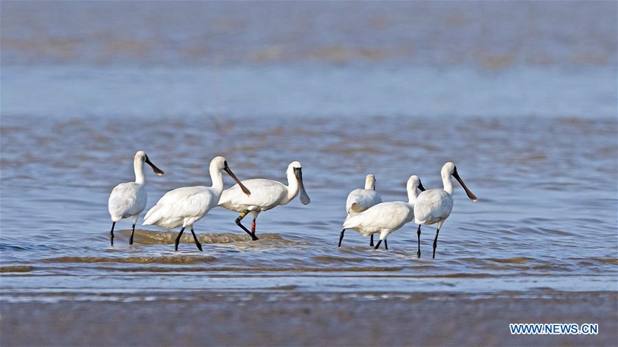 CHINA-FUJIAN-FUZHOU-MINJIANGKOU WETLAND-BIRDS (CN)