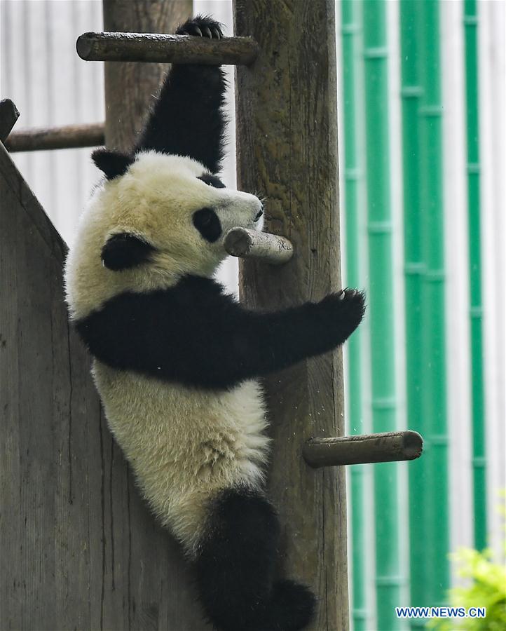 CHINA-SICHUAN-WOLONG-GIANT PANDA KINDERGARTEN (CN)