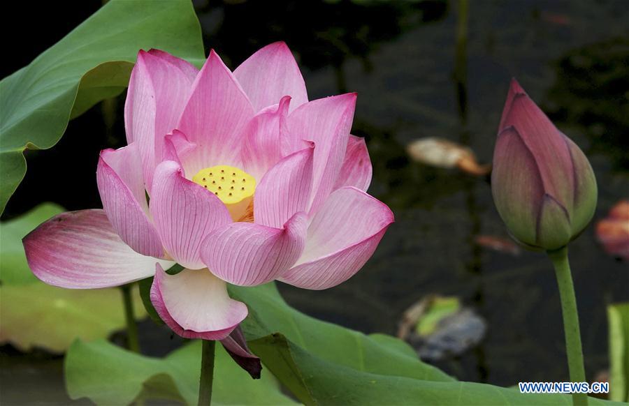 #CHINA-NANNING-LOTUS FLOWER (CN)