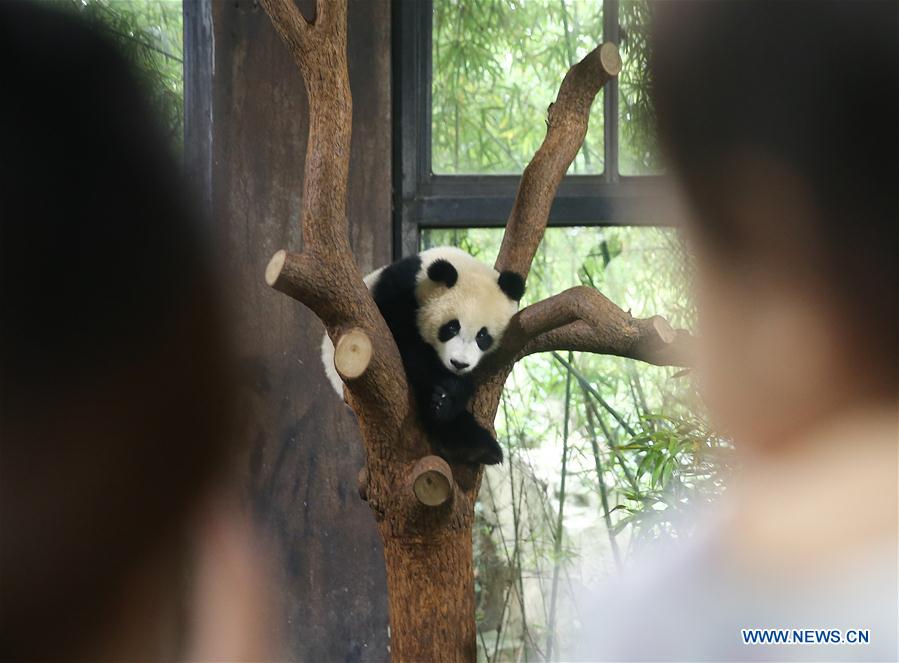 CHINA-SHANGHAI-PANDA CUB(CN)