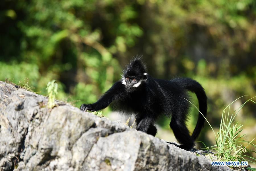 CHINA-GUIZHOU-FRANCOIS' LANGUR-PROTECTION (CN)