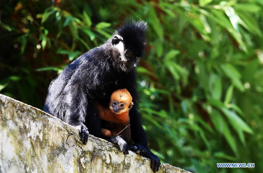 CHINA-GUIZHOU-FRANCOIS' LANGUR-PROTECTION (CN)