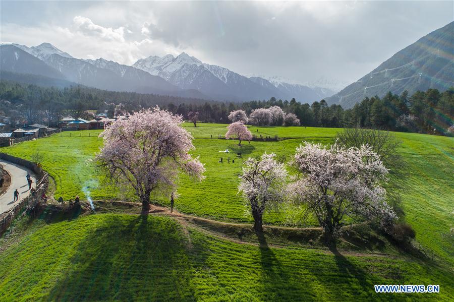 (InTibet)CHINA-TIBET-ECOLOGICAL PROTECTION (CN)