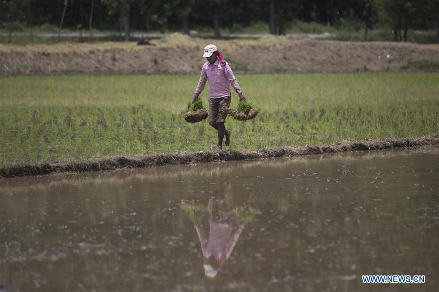 KASHMIR-SRINAGAR-RICE PLANTING