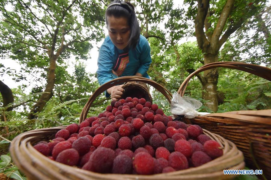 #CHINA-CHINESE BAYBERRY-HARVEST (CN)