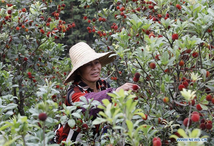 #CHINA-CHINESE BAYBERRY-HARVEST (CN)