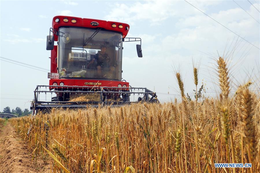 #CHINA-WHEAT-HARVEST (CN)