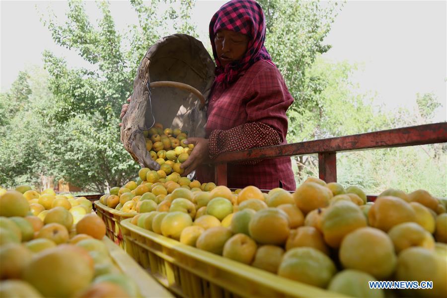 #CHINA-GANSU-DUNHUANG-APRICOTS (CN)