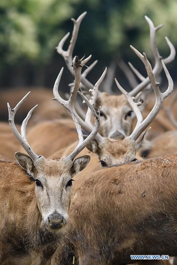 CHINA-JIANGSU-MILU NATIONAL NATURE RESERVE-POPULATION-GROWTH (CN)