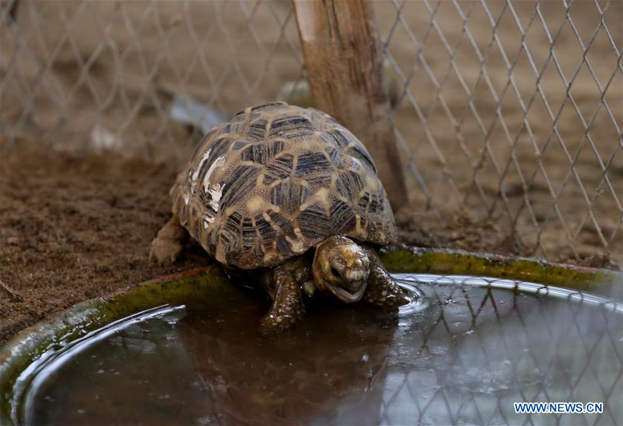 MYANMAR-YANGON-STAR TORTOISE