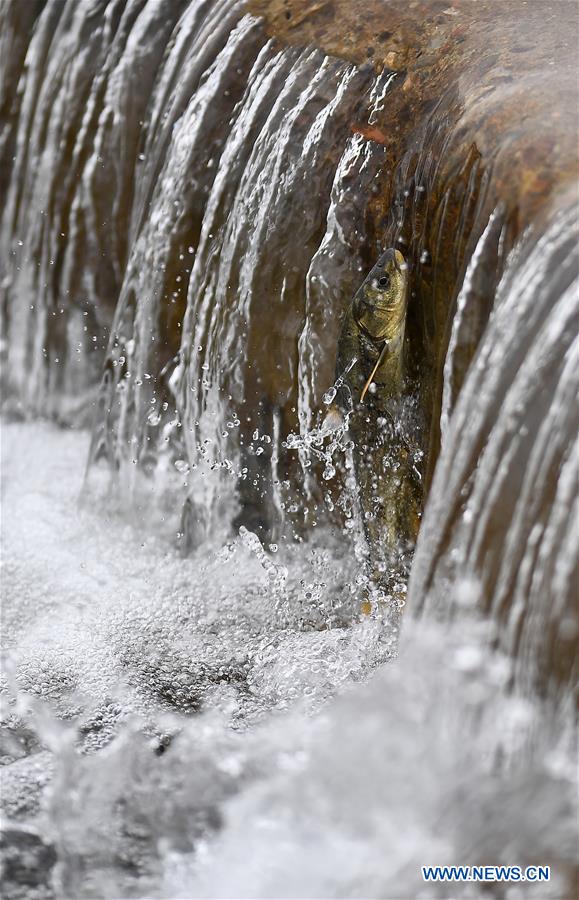 CHINA-QINGHAI-NAKED CARP-MIGRATION-SPAWNING (CN)