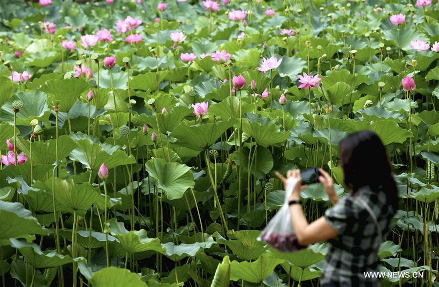 #CHINA-SUMMER-LOTUS (CN)