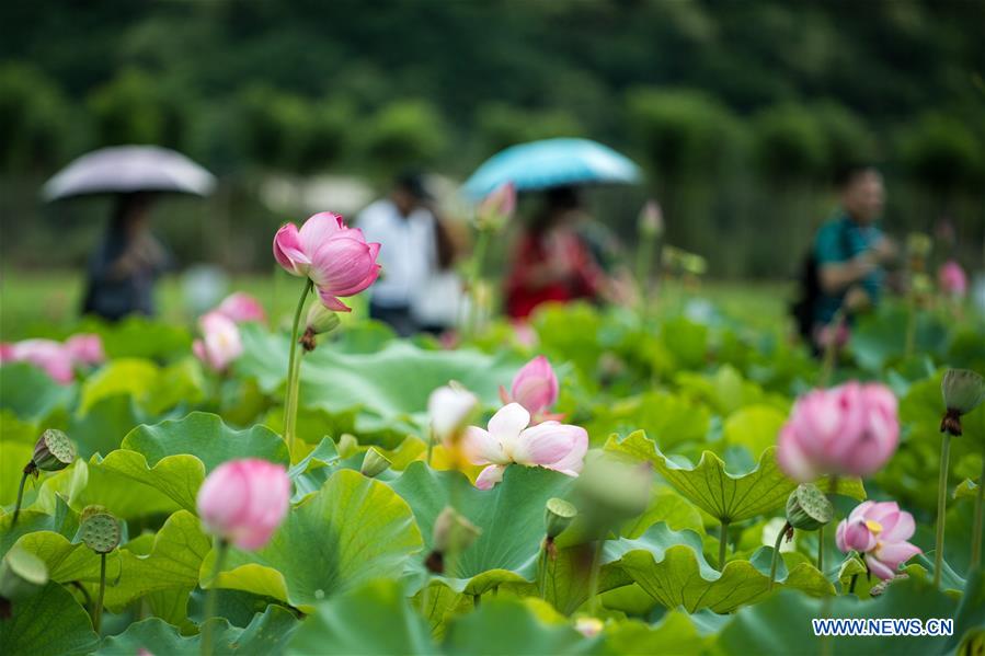 CHINA-YUNNAN-QIUBEI-PUZHEHEI NATIONAL WETLAND PARK (CN)