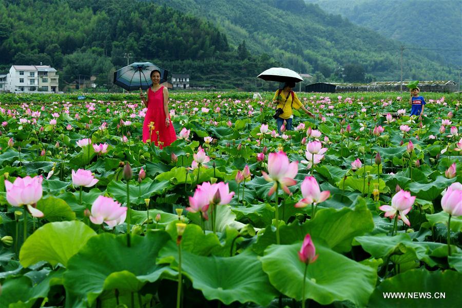 CHINA-FUJIAN-WUYISHAN-LOTUS FLOWERS (CN)