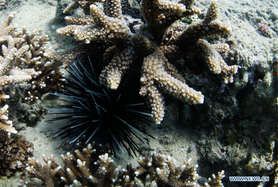 CHINA-HAINAN-BOUNDARY ISLAND-DIVING (CN)