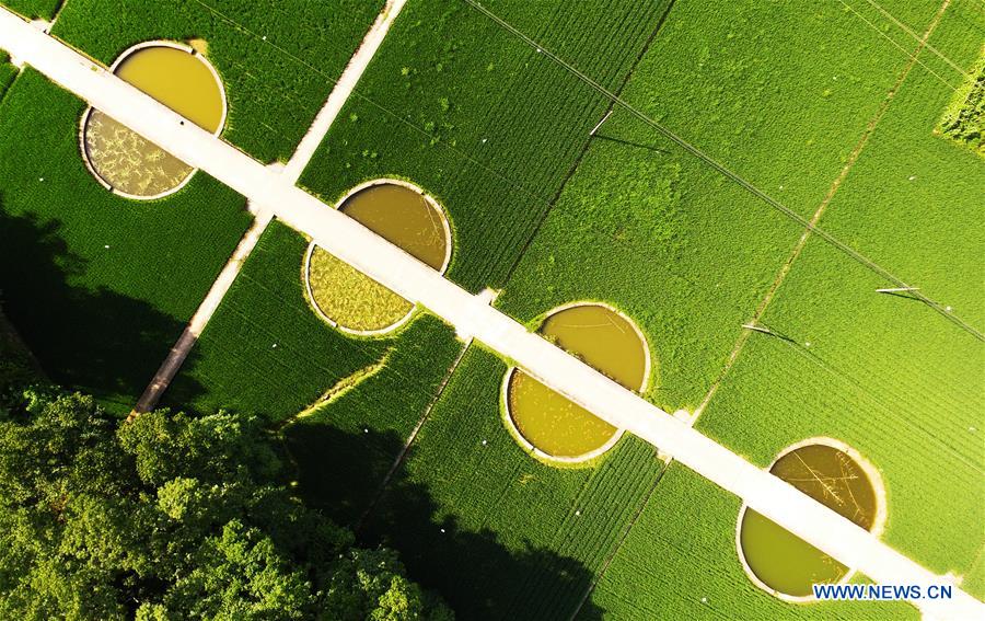 (EcoChina)CHINA-HORTICULTURAL EXPO-CHONGQING (CN)