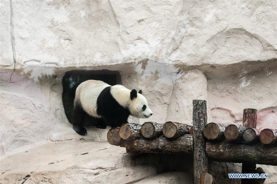 RUSSIA-MOSCOW-PANDAS-BIRTHDAY-CELEBRATIONS