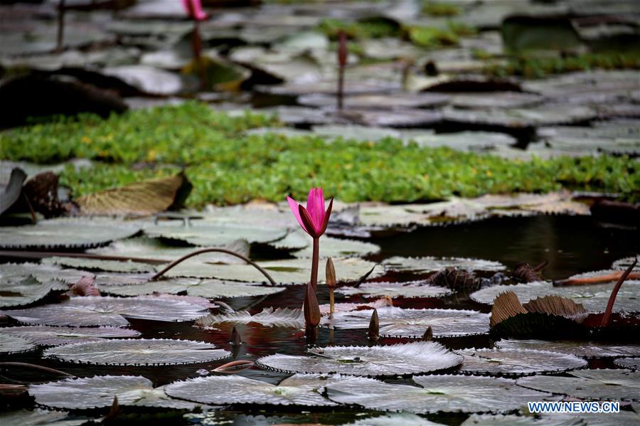 MYANMAR-YANGON-LOTUS FLOWER