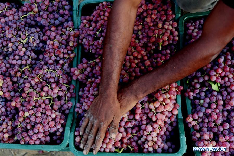 EGYPT-MINUFIYA-GRAPE-HARVEST