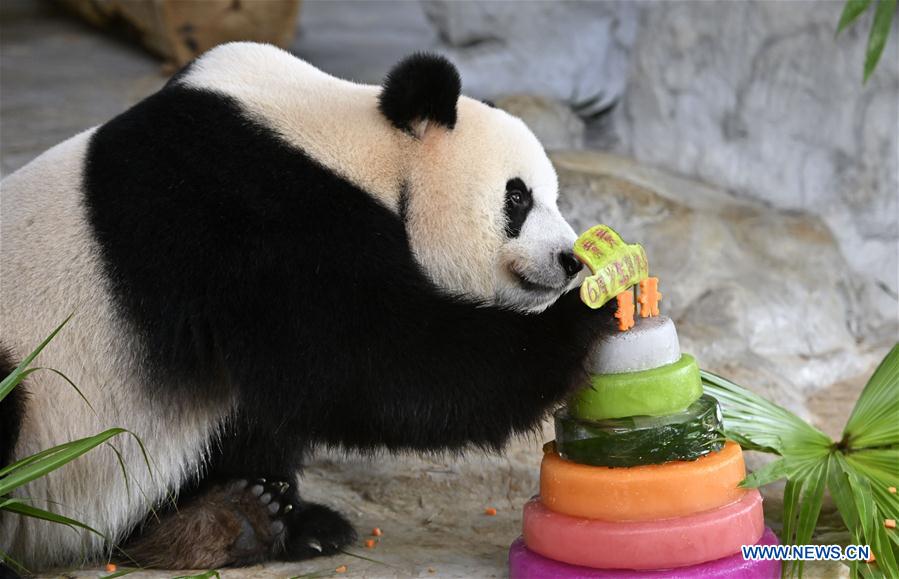 CHINA-HAINAN-HAIKOU-GIANT PANDAS-BIRTHDAY (CN)