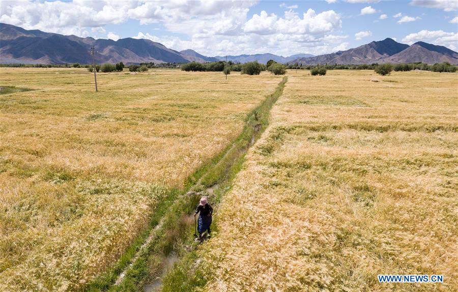 CHINA-TIBET-XIGAZE-HIGHLAND BARLEY-HARVEST (CN)