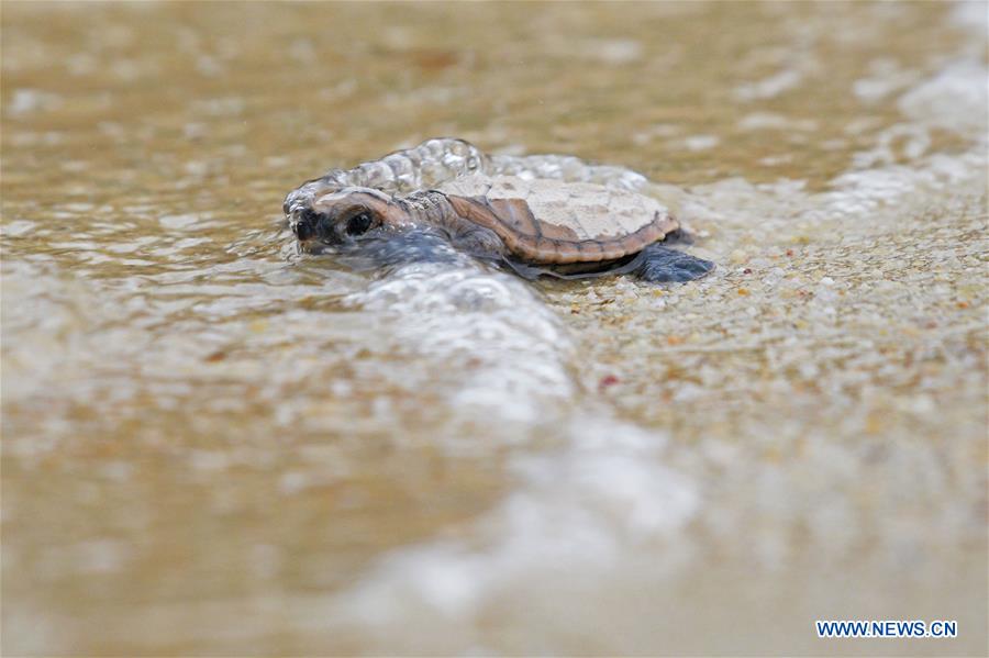 SINGAPORE-SENTOSA ISLAND-HAWKSBILL SEA TURTLE