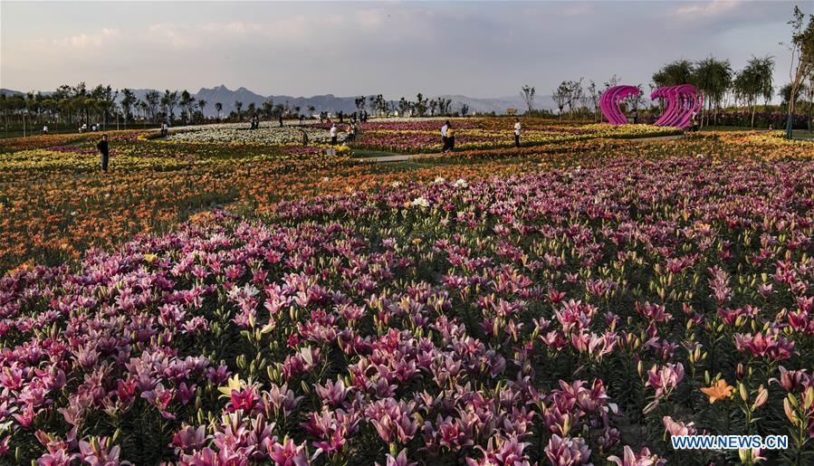 CHINA-NINGXIA-SHIZUISHAN-SEA OF FLOWERS (CN)