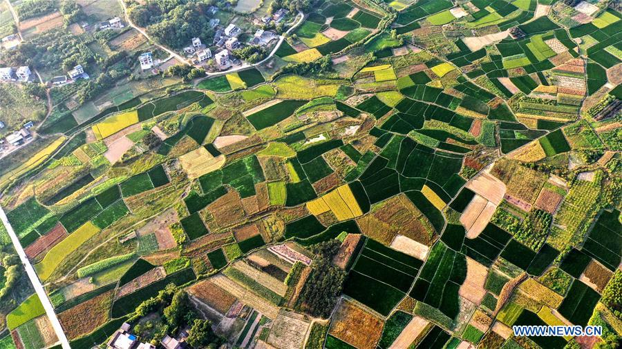 CHINA-GUANGXI-GONGCHENG-FIELDS-SCENERY (CN)