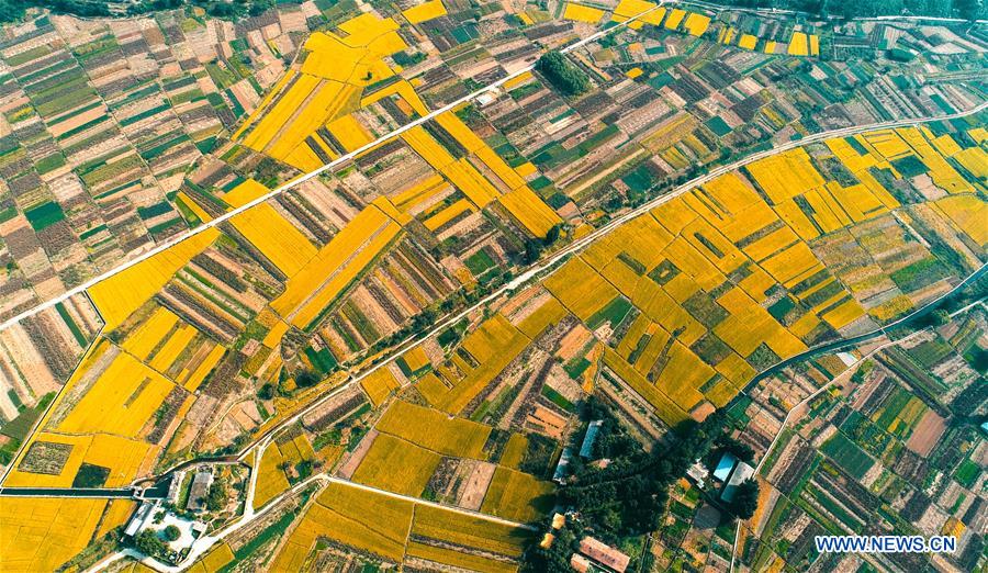 CHINA-HEBEI-HANDAN-RICE-HARVEST (CN)