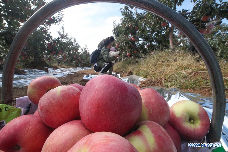 CHINA-SHENYANG-APPLE-HARVEST (CN)