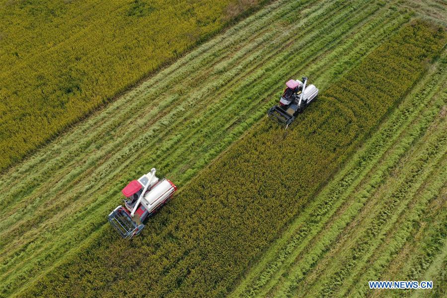 CHINA-ZHEJIANG-HUZHOU-PADDY RICE-HARVEST (CN)