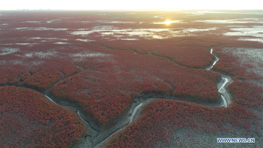 CHINA-LIAONING-PANJIN-RED BEACH-SCENERY (CN)