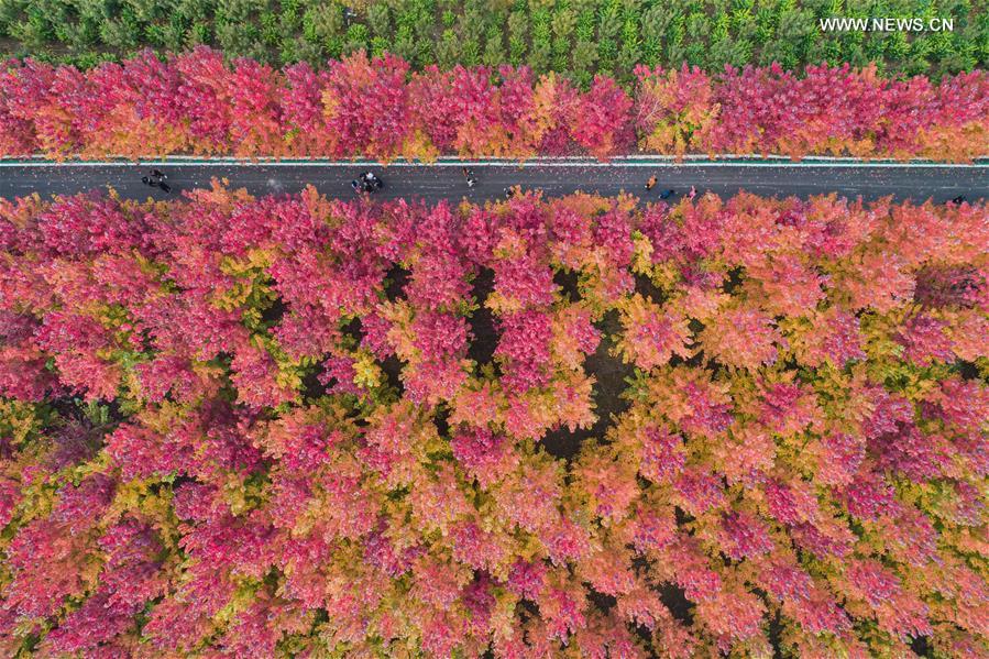 CHINA-HEBEI-HANDAN-MAPLE (CN)