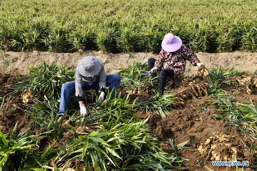 CHINA-SHANDONG-RUSHAN-GINGER HARVEST (CN)