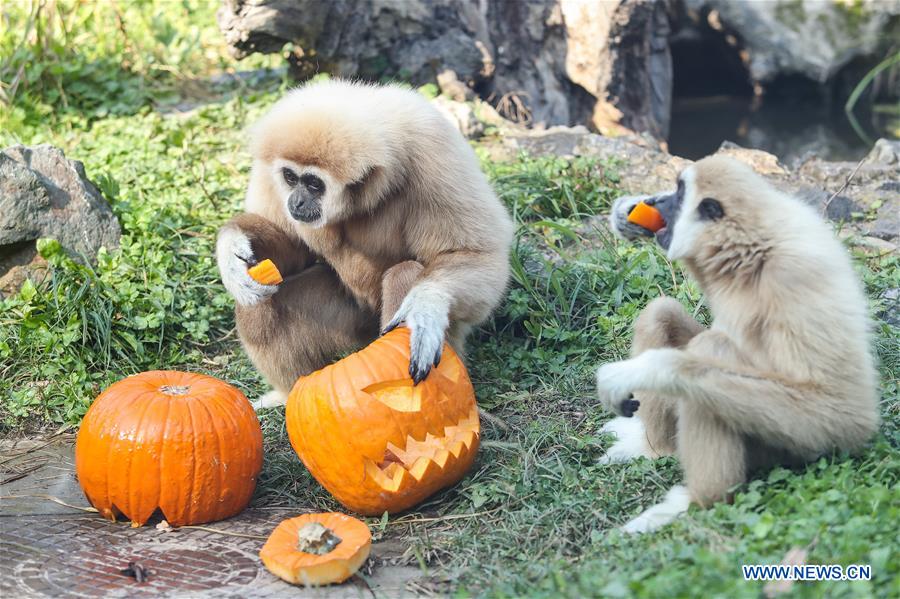 CROATIA-ZAGREB-ZOO-HALLOWEEN