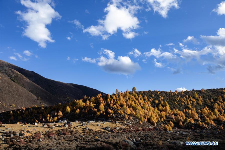 CHINA-SICHUAN-AUTUMN SCENERY (CN)