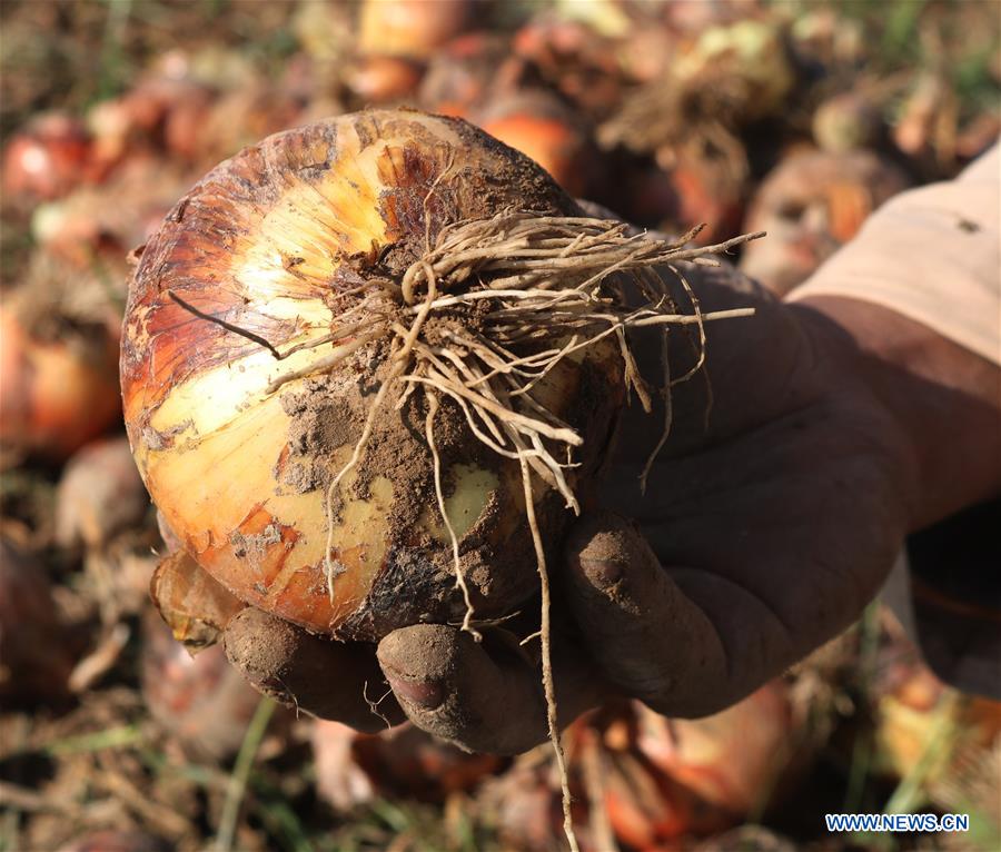 AFGHANISTAN-JAWZJAN-ONION-HARVEST