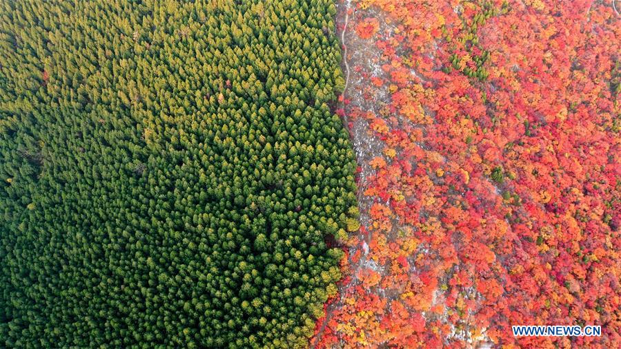 CHINA-SHANDONG-JINAN-AUTUMN SCENERY (CN)